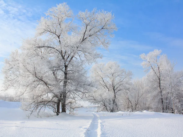 Snow covered tree — Stock Photo, Image