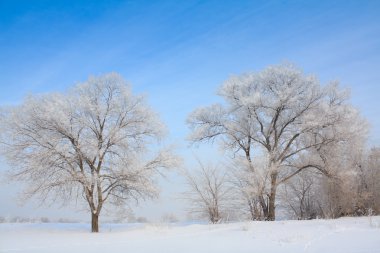 Yalnız ağaçlar kış manzarasında