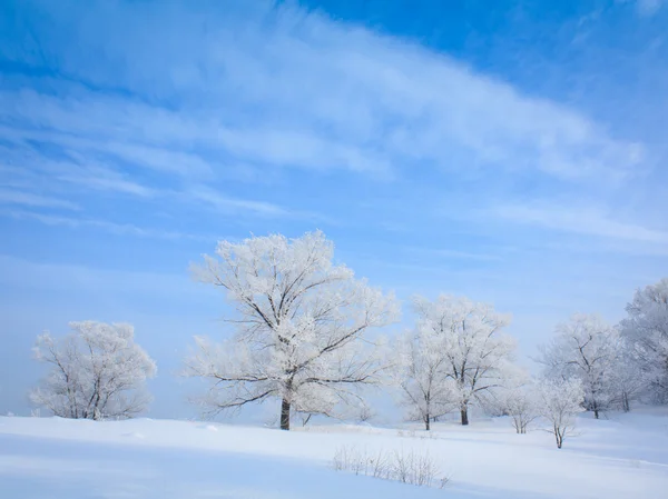 Árvores solitárias na paisagem de inverno — Fotografia de Stock