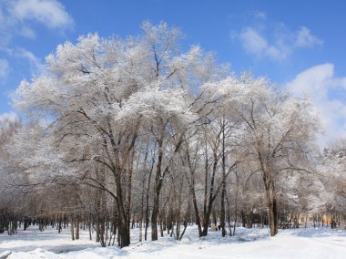 Kar altında kış parkı