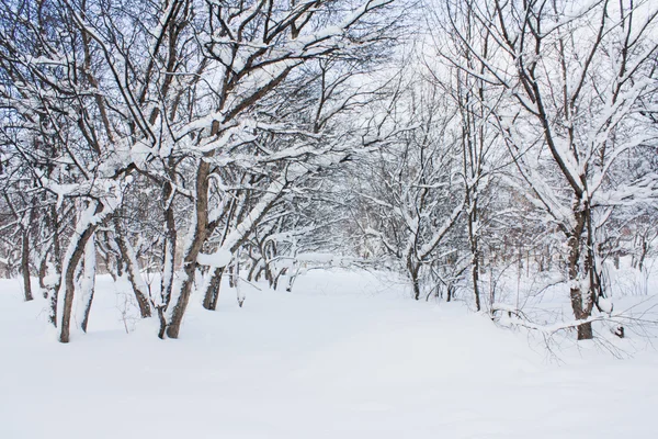 Albero coperto di neve — Foto Stock