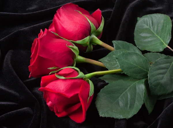 ブラック サテンに美しい赤いバラ — ストック写真