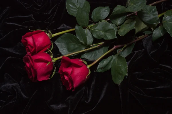 Hermosa rosa roja sobre satén negro —  Fotos de Stock