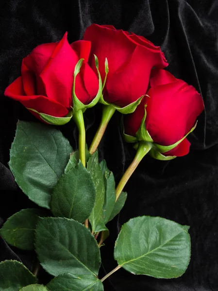 ブラック サテンに美しい赤いバラ — ストック写真