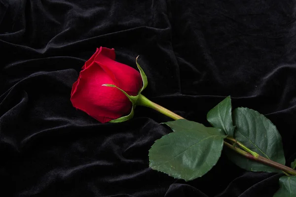 Красивая красная роза на черный атлас — стоковое фото