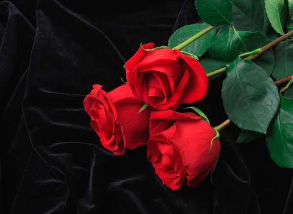 Mooie rode roos op zwart satijnen — Stockfoto