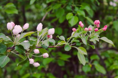 Elma ağacının dalı