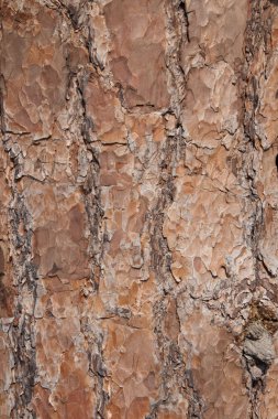 Ağaç kabuğu dokusu.