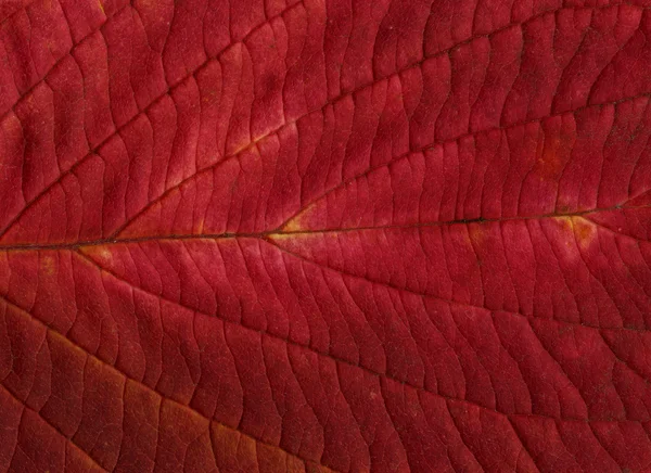 Fond ou textures de feuilles rouges — Photo