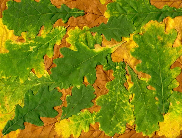 Fondo colorido de hojas de otoño amarillo y verde — Foto de Stock