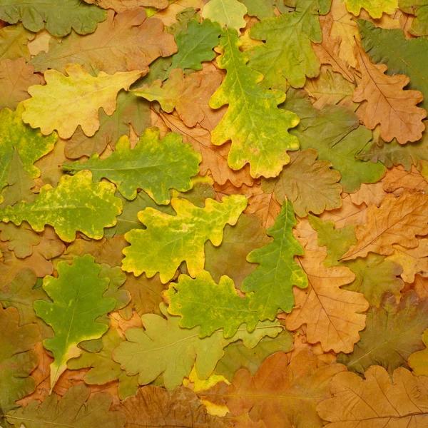 Fondo colorido de hojas de otoño caídas — Foto de Stock