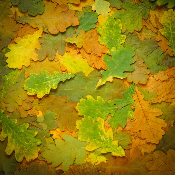 Fondo colorido de hojas de otoño caídas — Foto de Stock