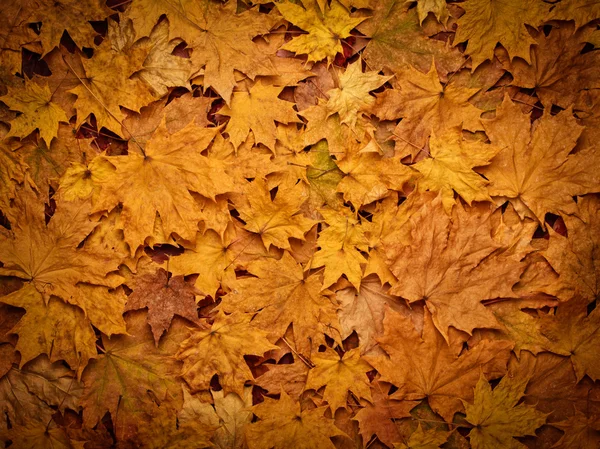 Fondo colorido de hojas amarillas de otoño — Foto de Stock