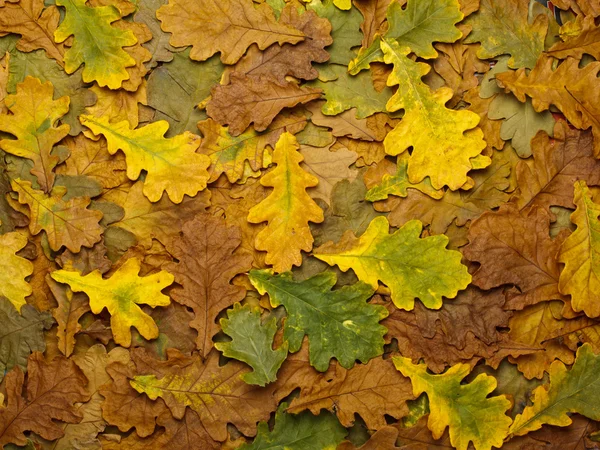 Fondo de hojas de otoño caídas . — Foto de Stock