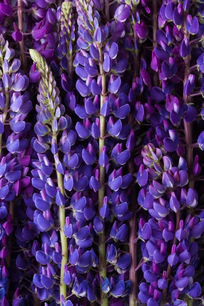 Pozadí fialový vlčí květin — Stock fotografie