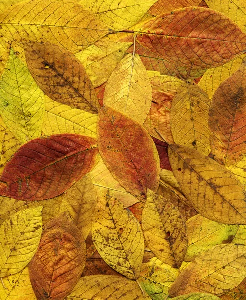 Fond coloré de feuilles d'automne jaunes. Grande taille . — Photo