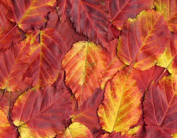 Fondo colorido de hojas rojas de otoño — Foto de Stock