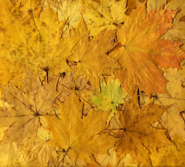 Fondo colorido de hojas amarillas de otoño — Foto de Stock
