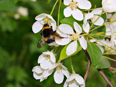 Elma ağacının dalı