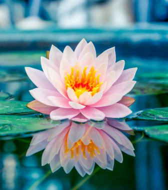 Güzel Pembe Lotus, gölde yansıması olan su bitkisi.