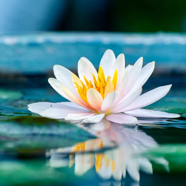 Beautiful pink waterlily or lotus flower in a pond — Stock Photo, Image