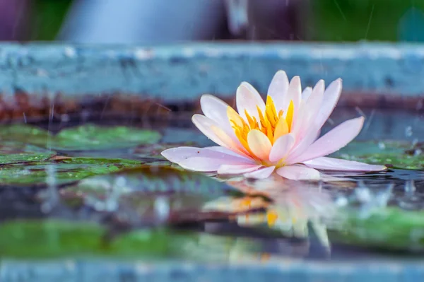 Bonito rosa waterlily ou flor de lótus em uma lagoa com água de chuva — Fotografia de Stock