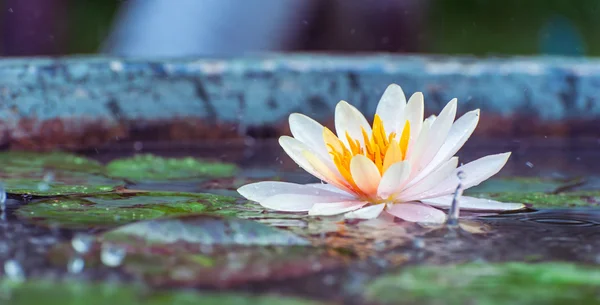 Красивая розовая водяная лилия или цветок лотоса в пруду с барабаном дождя — стоковое фото