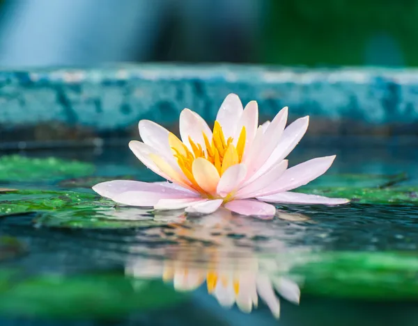 Belo lírio aquático rosa ou flor de lótus em uma lagoa — Fotografia de Stock