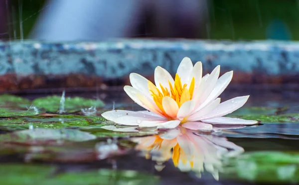 Krásný růžový leknín nebo lotus květina v rybníku s deštěm dro — Stock fotografie