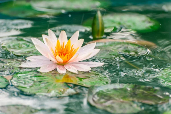 Hermosa flor de lirio rosado o de loto en un estanque con dro de lluvia — Foto de Stock