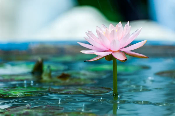 Vacker rosa näckros eller lotus blomma i en damm med regn dro — Stockfoto