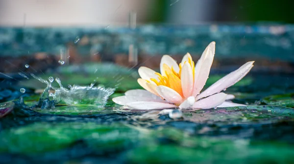 Vacker rosa näckros eller lotus blomma i en damm med regn droppe — Stockfoto