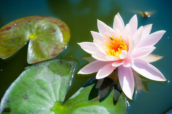 Beautiful pink waterlily or lotus flower in pond — Stock Photo, Image