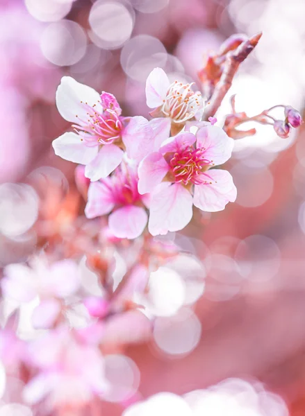 Wild Himalayan Cherry, Thailand Sakura pink flower Stock Picture
