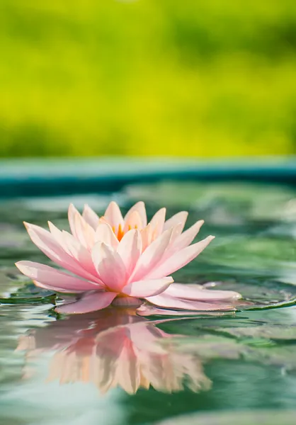 Una hermosa flor de loto o nenúfar rosa en el estanque —  Fotos de Stock