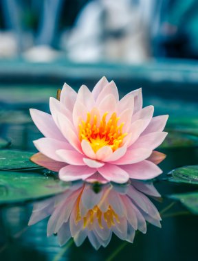 Havuzda bir güzel pembe nilüfer veya lotus çiçeği