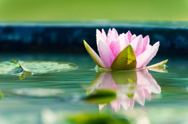 Havuzda bir güzel pembe nilüfer veya lotus çiçeği