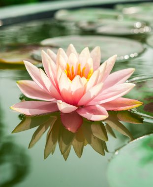 Havuzda bir güzel pembe nilüfer veya lotus çiçeği