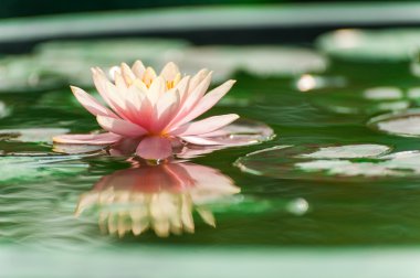 Havuzda bir güzel pembe nilüfer veya lotus çiçeği