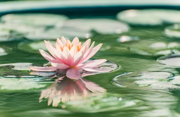 Krásný růžový leknín nebo lotus květina v rybníku — Stock fotografie