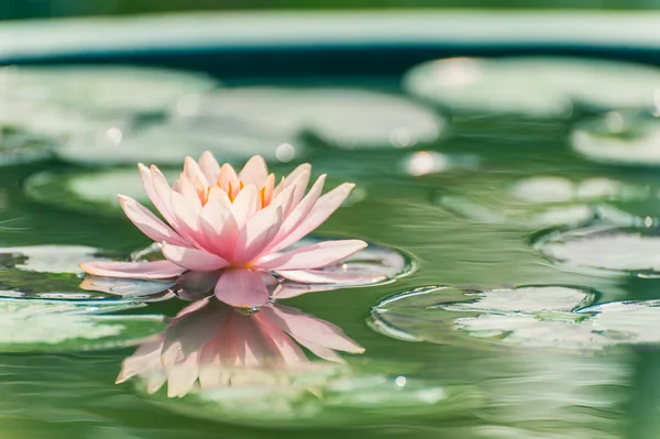 En vacker rosa näckros eller lotus blomma i damm — Stockfoto