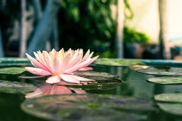 Um lindo lírio rosa ou flor de lótus na lagoa — Fotografia de Stock