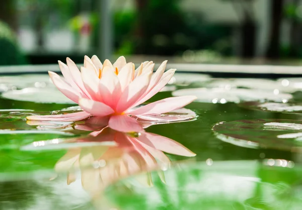 Una hermosa flor de loto o nenúfar rosa en el estanque —  Fotos de Stock