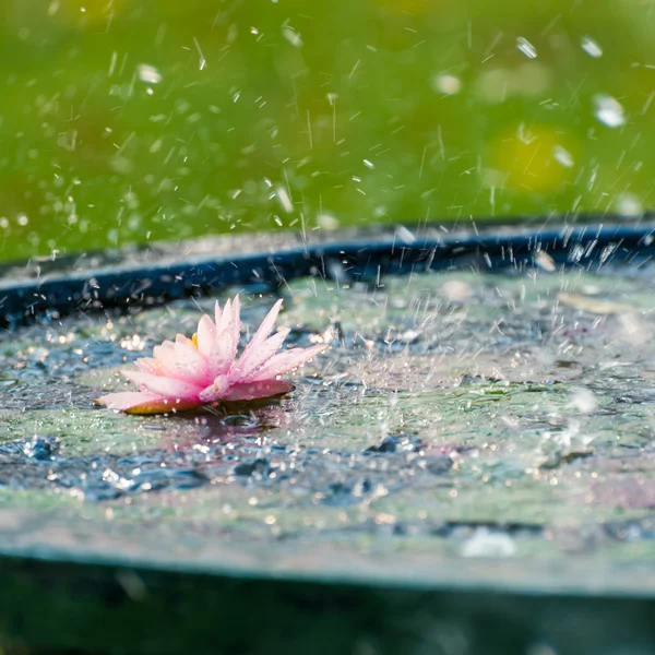 Una hermosa flor de agua rosa o flor de loto en el estanque con dro de lluvia —  Fotos de Stock