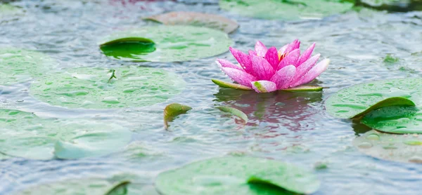 Una hermosa flor de agua rosa o flor de loto en el estanque con dro de lluvia — Foto de Stock