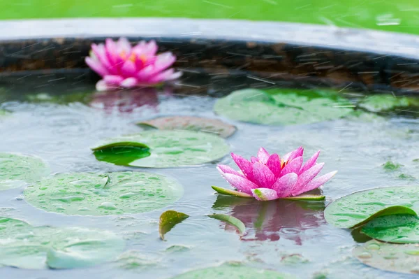 Красива рожева квітка водяної лілії або лотоса в ставку з краплями дощу — стокове фото