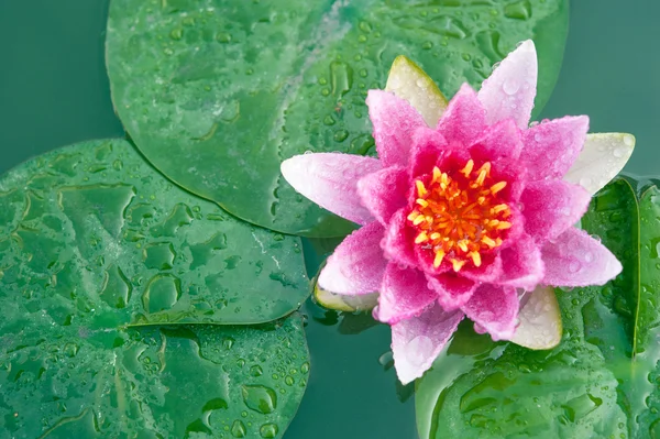 Piękny różowy kwiat lilia wodna lub Lotos w stawie — Zdjęcie stockowe