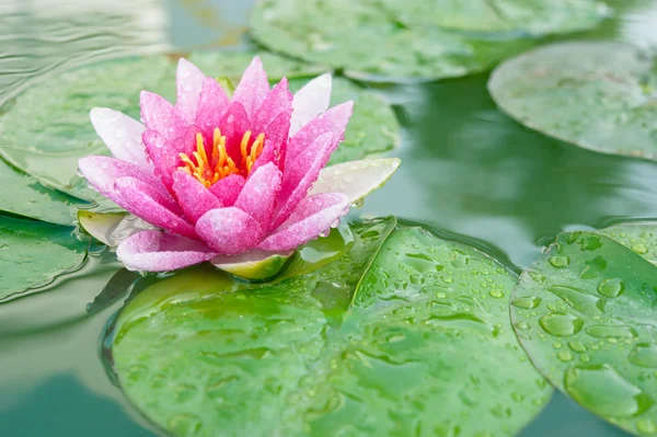 En vacker rosa näckros eller lotus blomma i damm — Stockfoto