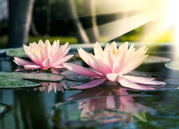 Una hermosa flor de loto o nenúfar rosa en el estanque —  Fotos de Stock