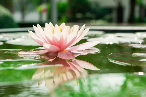 Une belle fleur rose de nénuphar ou lotus dans l'étang — Photo